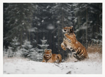 Siberian Winter Tigers | Poster - White Frame Interior