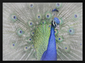 Majestic Peacock Display | Poster - Black Metal Frame Interior