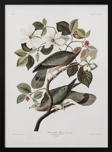 Brand Tailed Pigeon From Birds Of America (1827) | Poster - Black Metal Frame Interior