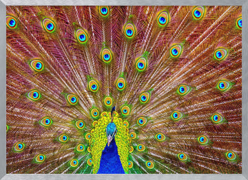 Iridescent Peacock Feathers | Poster - Silver Frame Interior