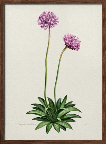 Purple Botanical Bloom | Poster - Walnut Frame Interior