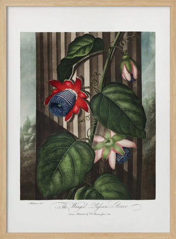The Winged Passion-Flower from The Temple of Flora (1807) | Poster - Wood Frame Interior