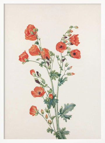 Scarlet Globe Mallow From North American Wildflowers (1925) By Mary Vaux Walcott | Poster - White Frame Interior