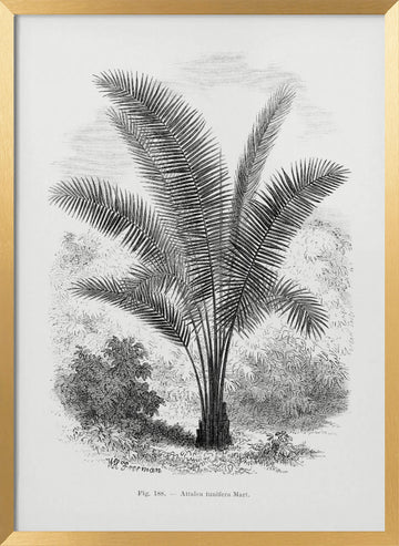 Vintage Palm Tree Drawing Vii | Poster - Gold Frame Interior