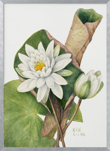 American Waterlily (1920) | Poster - Silver Frame Interior