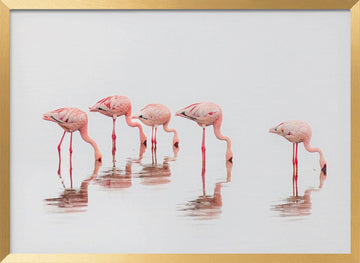 Wading Pink Flamingos | Poster - Gold Frame Interior