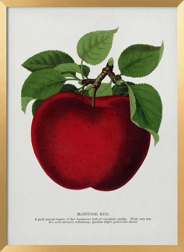 Mcintosh Red Apple Lithograph | Poster - Gold Frame Interior