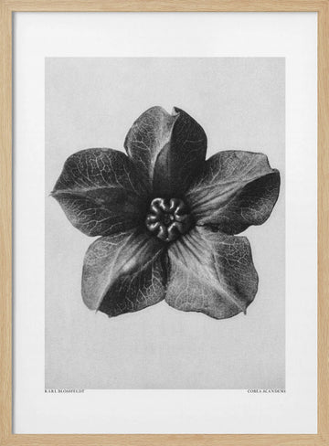 Cobaea Scandens | Poster - Wood Frame Interior