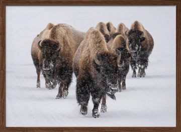Winter Bison Herd | Poster - Walnut Frame Interior