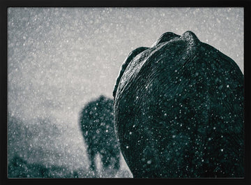 Elephants In The Rain | Poster - Black Metal Frame Interior