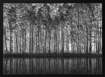 Black White Forest Reflections | Poster - Black Metal Frame Interior