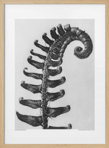 Polystichum Munitum | Poster - Wood Frame Interior