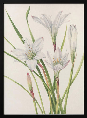 Atamasco Lily From North American Wildflowers (1925) By Mary Vaux Walcott | Poster - Black Metal Frame Interior