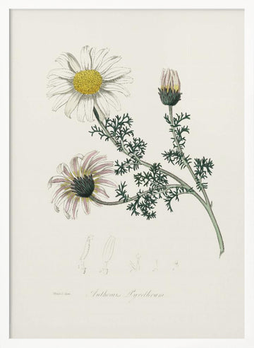 Mount Atlas Daisy (anthemis Pyrethrum) Medical Botany | Poster - White Frame Interior