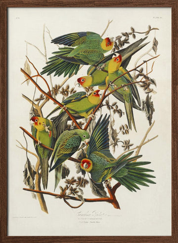 Carolina Parrot From Birds of America (1827) | Poster - Walnut Frame Interior