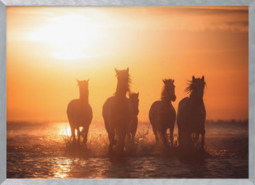 Wild Horses Sunset Run | Poster - Silver Frame Interior