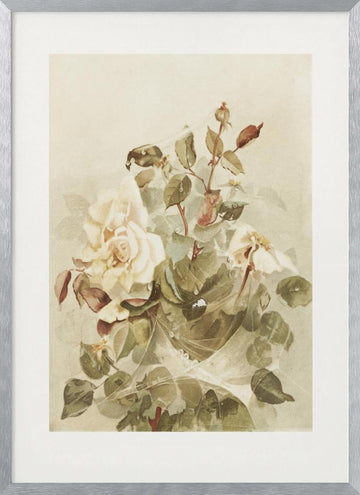 Pink Roses Seen Through Early Morning Dew | Poster - Silver Frame Interior