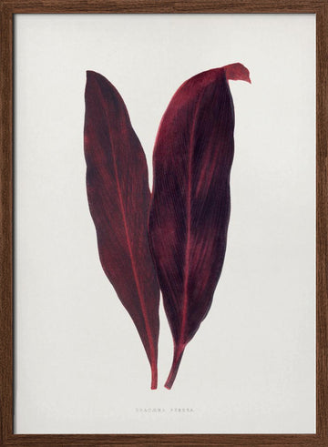 Pink Dracaena Ferrea Leaf Illustration | Poster - Walnut Frame Interior