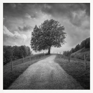Winding Path Lone Tree | Poster - White Frame Interior