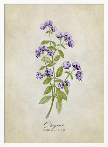 Purple Oregano Botanical | Poster - White Frame Interior
