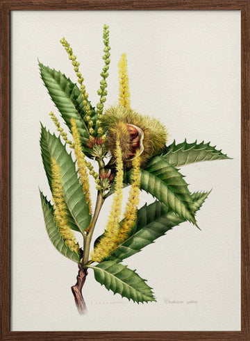 Sweet Chestnut Study | Poster - Walnut Frame Interior