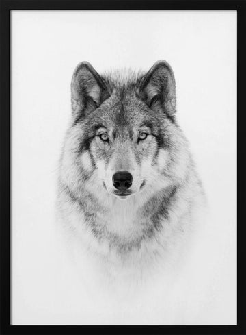 Majestic Wolf Gaze | Poster - Black Metal Frame Interior