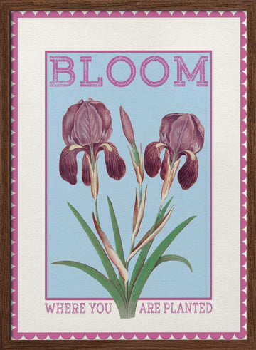 Purple Irises Bloom Quote | Poster - Walnut Frame Interior