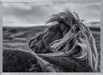 Wild Horse Mane | Poster - Silver Frame Interior