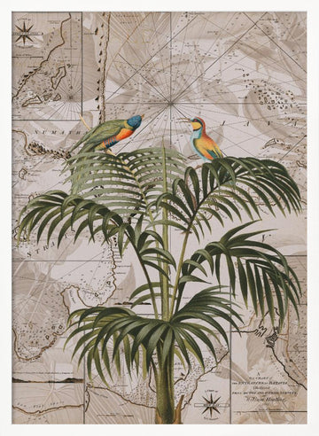 Tropical Birds Vintage Map | Poster - White Frame Interior