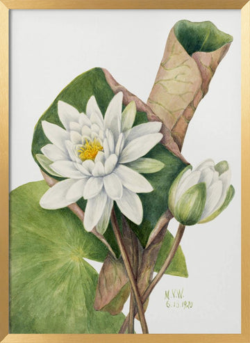 American Waterlily (1920) | Poster - Gold Frame Interior
