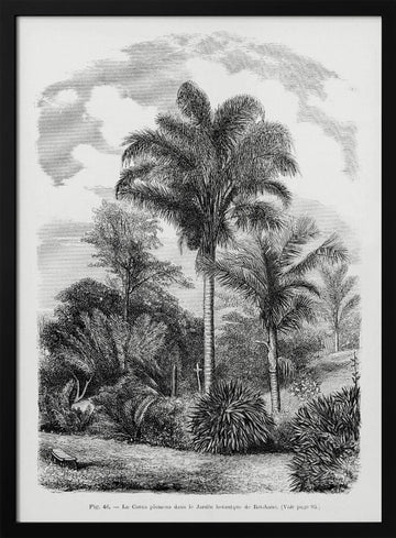Vintage Palm Tree Drawing Vi | Poster - Black Metal Frame Interior