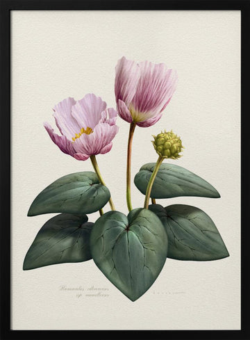 Elegant Pink Botanical Flowers | Poster - Black Metal Frame Interior