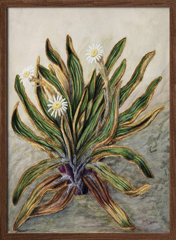 Mountain Daisy Drawn By Sarah Featon (1848–1927) | Poster - Walnut Frame Interior