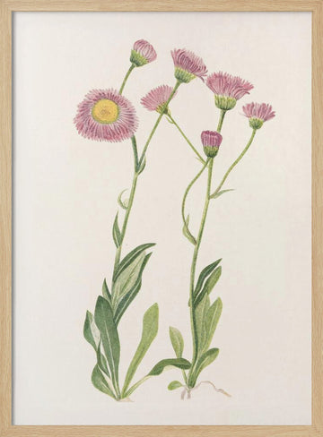 Meadow Fleabane From North American Wildflowers (1925) By Mary Vaux Walcott | Poster - Wood Frame Interior