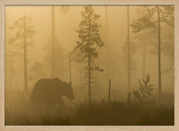 Bear in Golden Fog | Poster - Wood Frame Interior