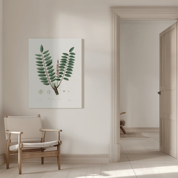 Boswellia Serrata Medical Botany | Canvas - Room Interior 1