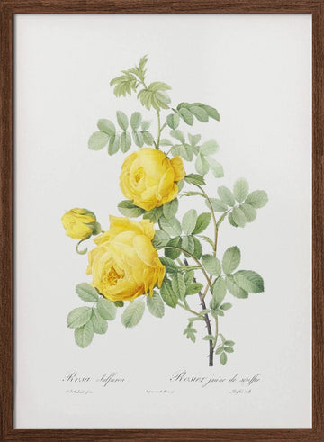 Rosa Hemisphaerica, Les Roses (1817–1824) | Poster - Walnut Frame Interior