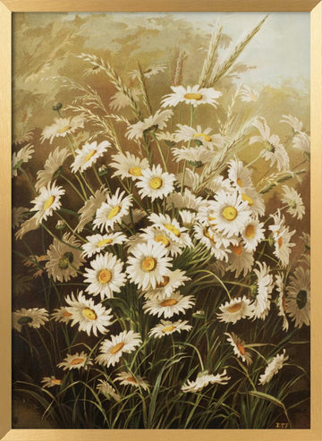 Daisies By Ellen Thayer Fisher | Poster - Gold Frame Interior