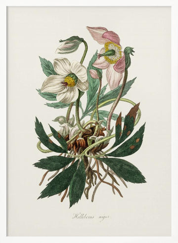 Christmas Rose (helleborus Niger)  Medical Botany | Poster - White Frame Interior