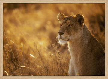 Golden Hour Lioness | Poster - Wood Frame Interior