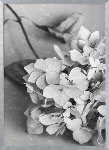 Monochrome Hydrangea Still Life | Poster - Silver Frame Interior