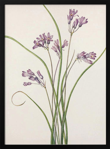 Wild Hyacinth From North American Wildflowers (1925) By Mary Vaux Walcott | Poster - Black Metal Frame Interior