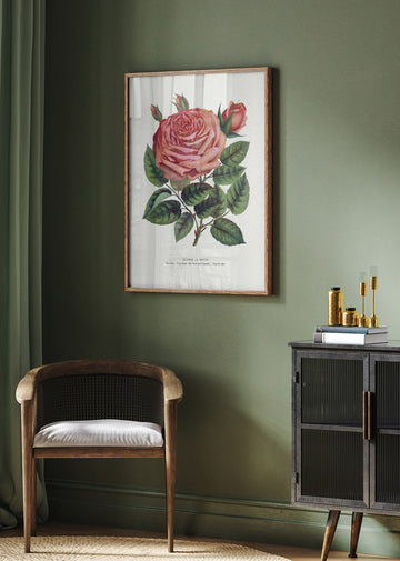 Pink Rose, Glorie De Dijon Lithograph | Poster - Room Interior 2