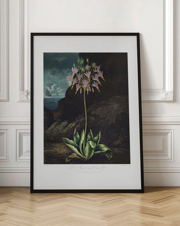 The American Cowslip from The Temple of Flora (1807) | Poster - Room Interior 1