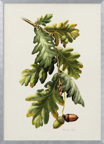 Botanical Oak Acorns | Poster - Silver Frame Interior