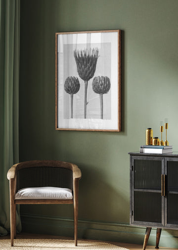 Serratula Nudicaulis | Poster - Room Interior 2
