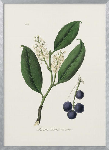 Cherry Laurel (prunus Laurocerasus) Medical Botany | Poster - Silver Frame Interior
