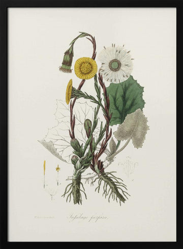 Coltsfoot (tussilago Farfara)  Medical Botany | Poster - Black Metal Frame Interior
