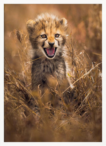 Fierce Cheetah Cub | Poster - White Frame Interior
