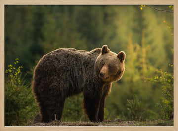 Bear in Golden Light | Poster - Wood Frame Interior